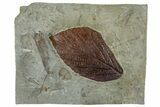 Fossil Leaf (Beringiaphyllum) - Montana #262766-1